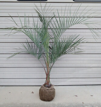 楽天市場】ヤシの木 【ココスヤシ】 1.0m 根巻き大苗 : 苗木部 by 花