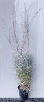 楽天市場】グレビレア 【ラナマリー】 7号ポット大苗 : 苗木部 by 花