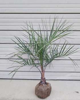 楽天市場】ヤシの木 【ココスヤシ】 1.0m 根巻き大苗 : 苗木部 by 花