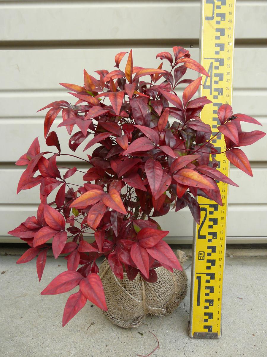 楽天市場】【ハナミズキ(赤花）チェロキーチーフ 】樹高1.2m前後