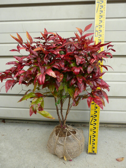 楽天市場】2026年開花予定【八重咲き梔子】樹高1.2m前後 根巻き苗（ヤ