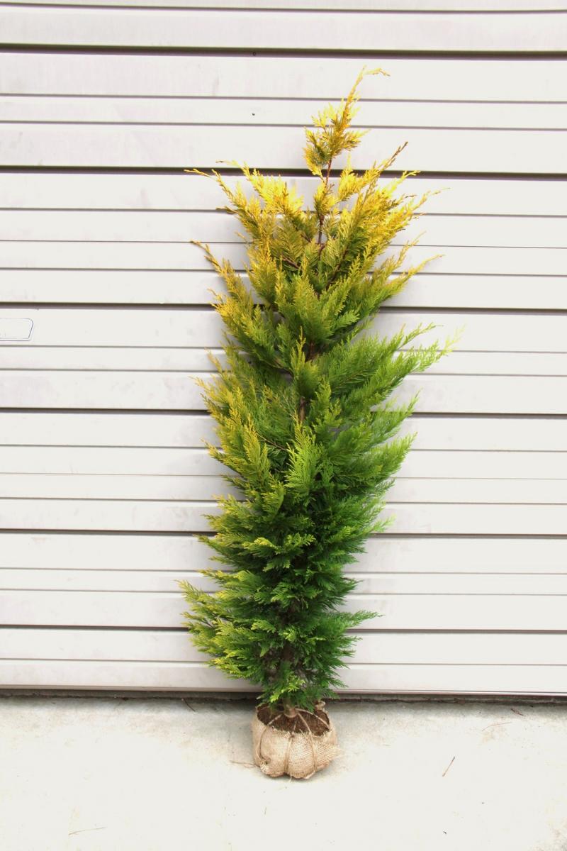 アトラスシーダー　グラウカ 楽天市場】接木個体です 商品画像がイメージです 】アトラスシーダー