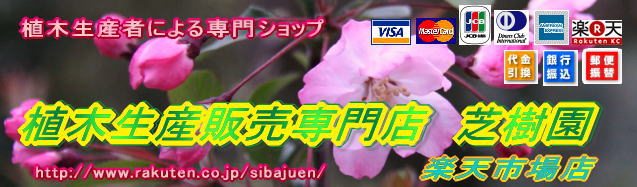 楽天市場 22年開花予定 姫山茶花 香り椿 ルチュエンシス 樹高1 2m前後 根巻き苗 オキナワヒメサザンカ カメリア ルチェンシス 植木生産販売専門店 芝樹園 楽天市場 22年開花予定 姫山茶花 香り椿 ルチュエンシス 樹高1 2m前後 根巻き苗 オキナワヒメサザンカ カメリア ルチェンシス 植木生産販売専門店 芝樹園