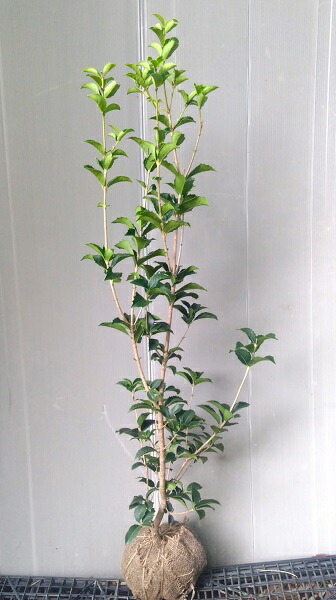 楽天市場】【柊（ヒイラギ）】 樹高1.0m前後 根巻き苗 厄除け・縁起木