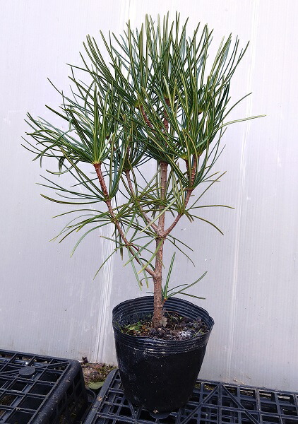 楽天市場】高野槙 （コウヤマキ） 高さ50cm鉢含まず 15.0cmポット