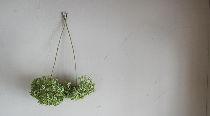 楽天市場 アナベル枝つき あじさい アジサイ 国産 ドライフラワー 花材 リース 手作り 材料 素材 ナチュラル インテリア グリーン ドライフラワー 雑貨 花七曜