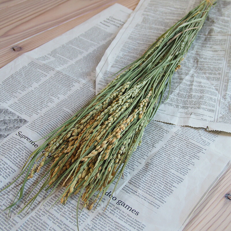 楽天市場 稲 米 稲穂 お米 北海道産 ドライフラワー 花材 リース 手作り 国産 材料 素材 ナチュラル インテリア ディスプレイ ドライフラワー雑貨 花七曜