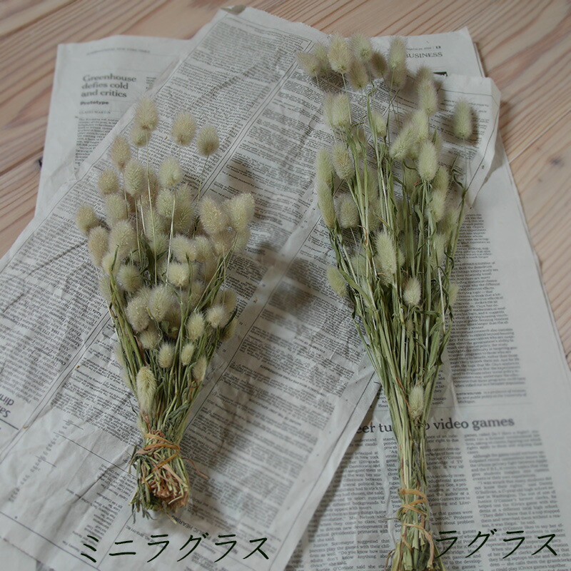 楽天市場 ラグラス うさぎのしっぽ ドライフラワー 北海道産 花材 リース 手作り 国産 材料 素材 ナチュラル インテリア グリーン かわいい ドライフラワー雑貨 花七曜
