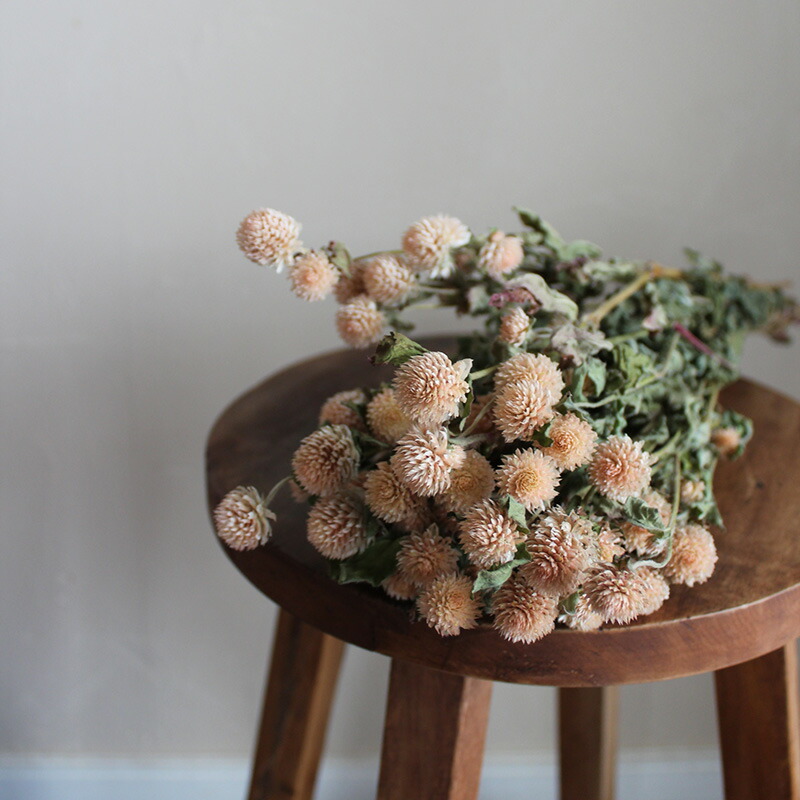 楽天市場 千日紅 ホワイト キナリ 北海道産ドライフラワー ナチュラル インテリア 花材 素材 クラフト 材料 リース 白 ドライフラワー 雑貨 花七曜