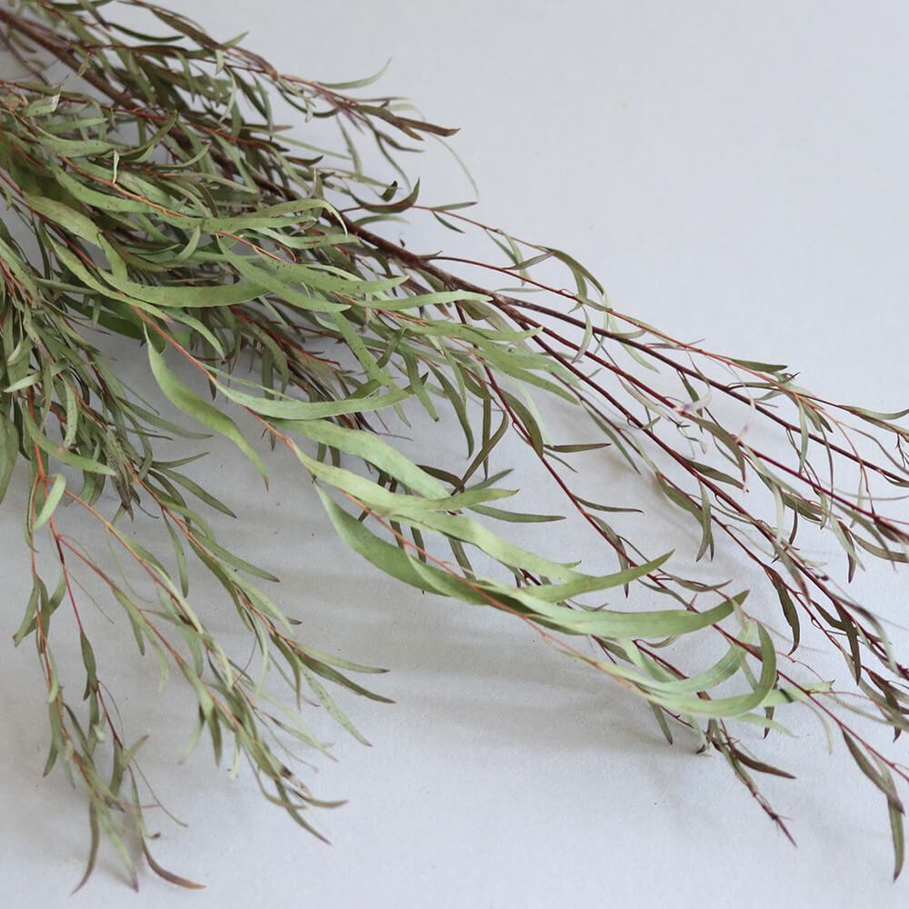 楽天市場 ユーカリ グロボラス 実付 葉付き 葉なし ドライフラワー ナチュラル グリーン インテリア 素材 材料 国産 ボタニカル おしゃれ ドライフラワー雑貨 花七曜