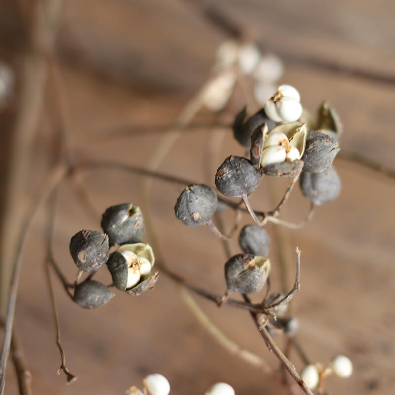 ドライフラワー　木の実　ナンキンハゼの実　ホワイトリース　木の実のリース ドライフラワー 木の実 ナンキンハゼの実 ホワイトリース 木の実の