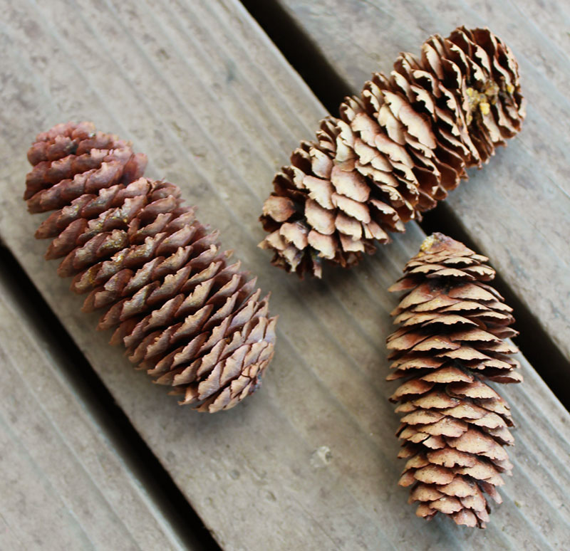 楽天市場】アウトレット□テーダマツ 松ぼっくり/まつぼっくり 1個