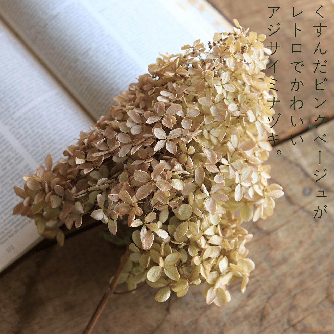 アジサイ ミナヅキ枝付き 中サイズ / あじさい アジサイ ノリウツギ 