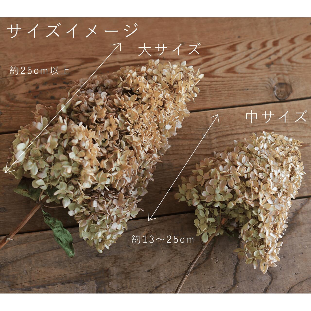 アジサイ ミナヅキ枝付き 中サイズ / あじさい アジサイ ノリウツギ 