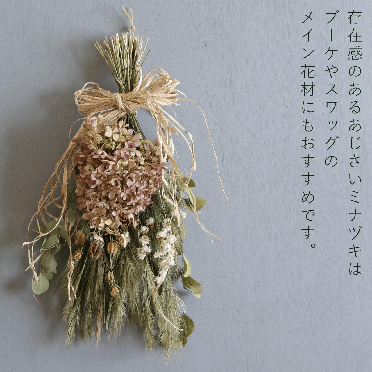 アジサイ ミナヅキ枝付き 中サイズ / あじさい アジサイ ノリウツギ 