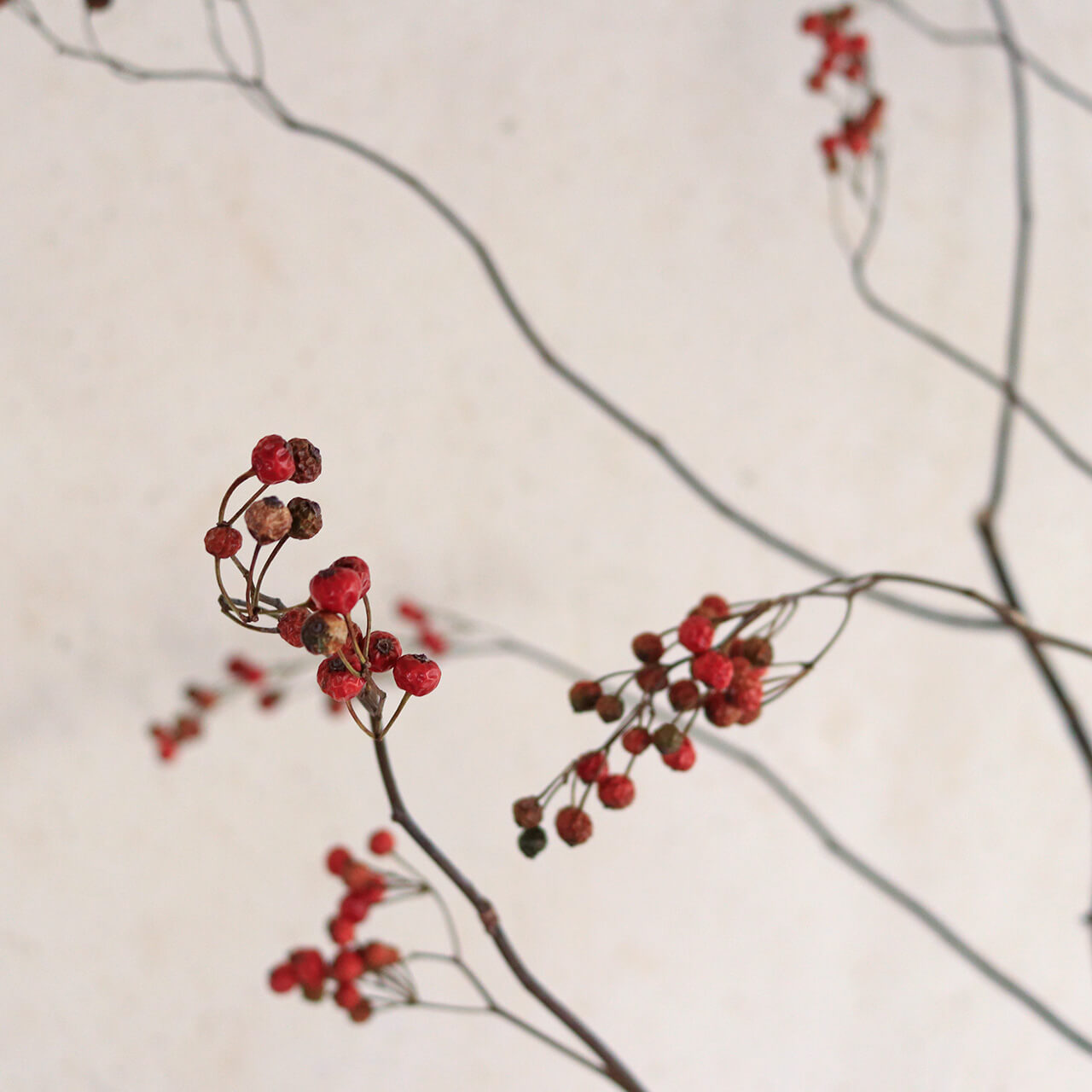 大枝 赤い実 長さ約60cm〜80cm】 野バラの実 ◇ドライフラワー