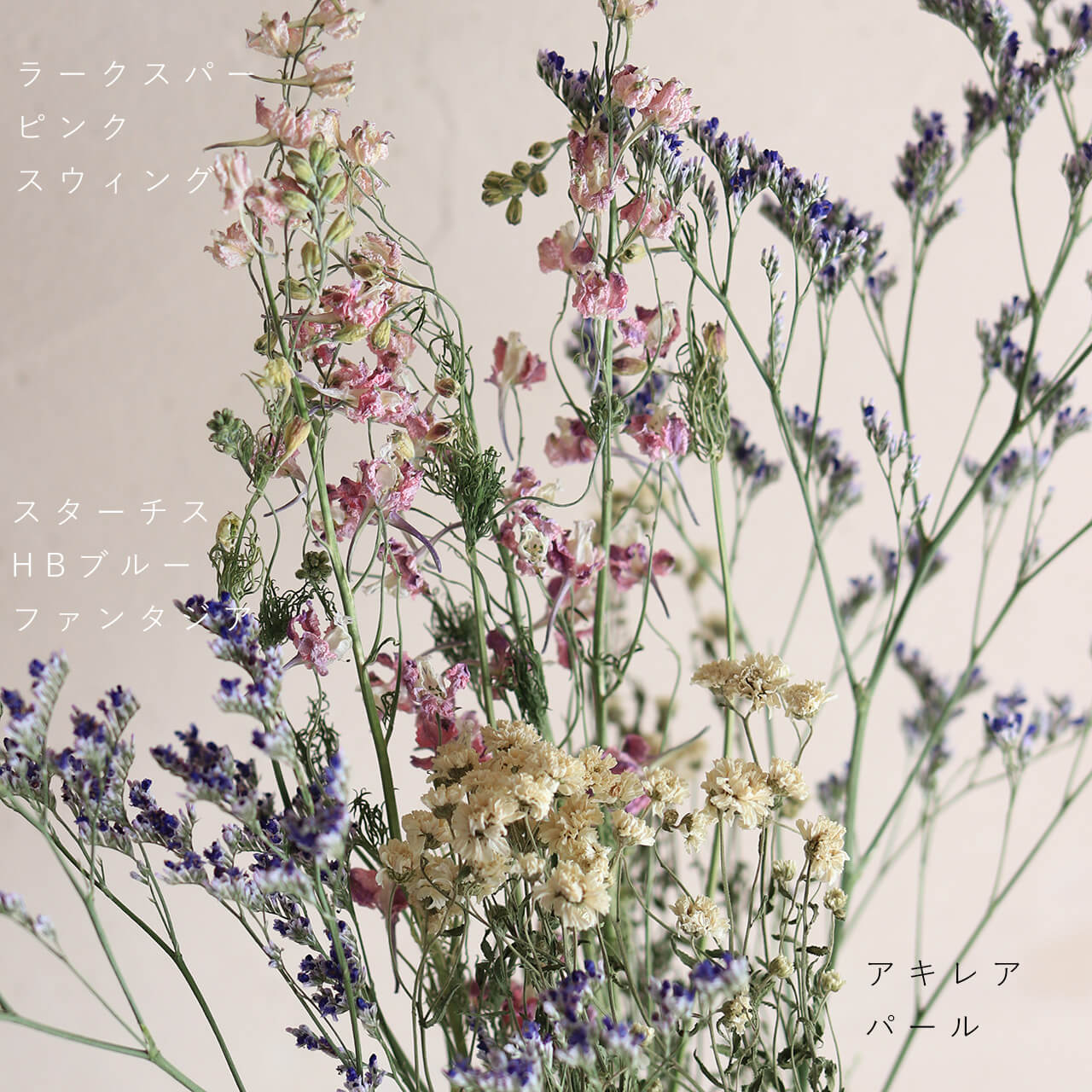 スターチス HBチース ブルーファンタジア / ドライフラワー 花材 