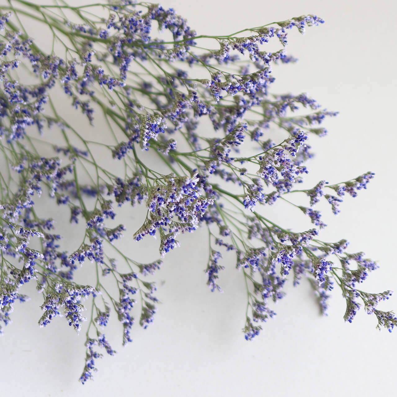 スターチス HBチース ブルーファンタジア / ドライフラワー 花材