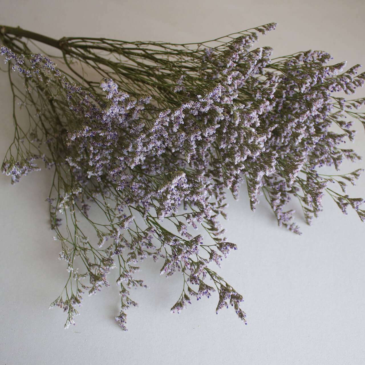 スターチス HBチース ブルーファンタジア / ドライフラワー 花材