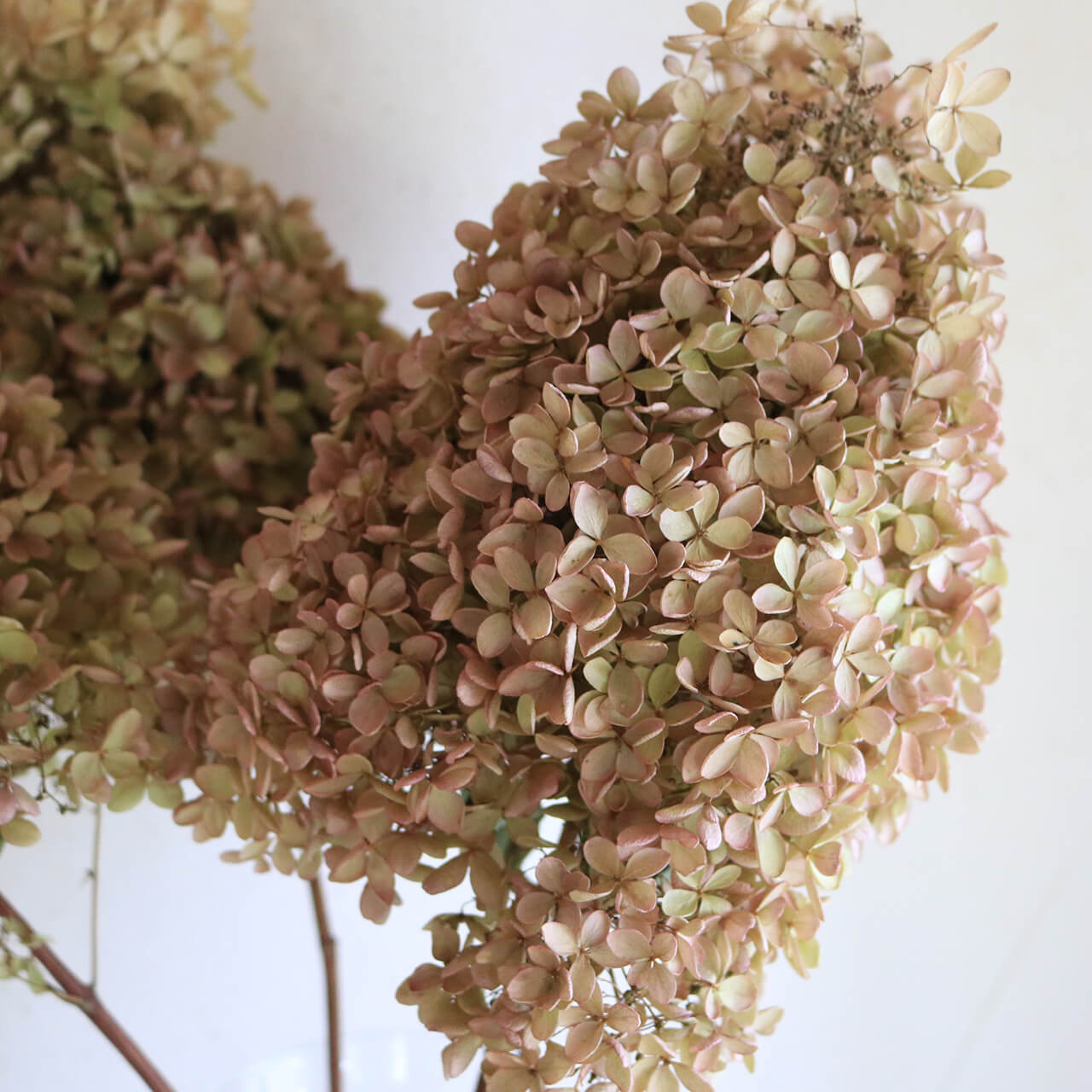 楽天市場】アジサイ・ミナヅキ枝付き 小/ドライフラワー・アジサイ