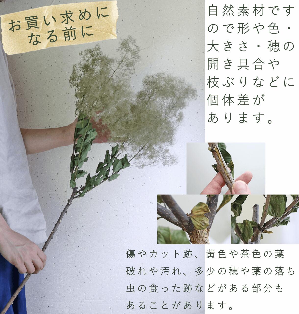 【 大枝 丈60〜80cm 】 スモークツリー ロング (1〜2本)◆ モーヴ ・ グリーン ・ レッド /ドライフラワー 花材 リース 手作り 国産 材料 素材 ディスプレイ インテリア ナチュラル シンプル 枝 枝もの
