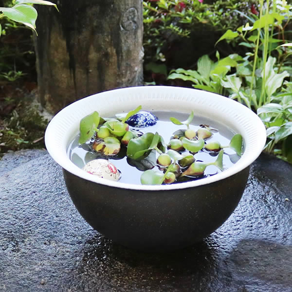 すいれん鉢 信楽焼すいれん鉢 メダカ鉢 金魚鉢 睡蓮鉢 陶器スイレン鉢 ハス鉢 はす鉢 めだか鉢 鉢 陶器 水連鉢 水鉢 信楽焼き睡蓮鉢 手水鉢 陶器鉢 ガーデニング ビオトープ su-0270