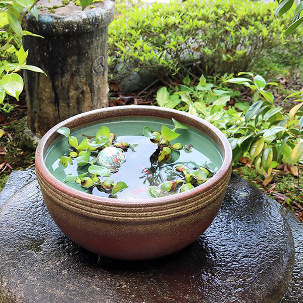 睡蓮鉢 金魚鉢 メダカ鉢 特大(13)
