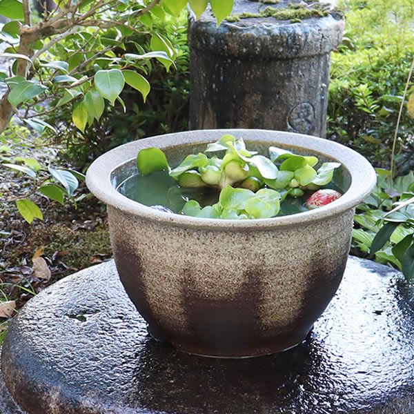 信楽焼 睡蓮鉢 メダカ鉢 おしゃれ めだか鉢 陶器 水鉢 ビオトープ