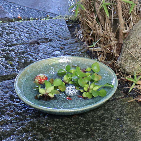 15号 浅型 水鉢 すいれん鉢 信楽焼すいれん鉢 メダカ鉢 金魚鉢 睡蓮鉢 陶器スイレン鉢 ハス鉢 はす鉢 めだか鉢 鉢 陶器 水連鉢 水鉢 信楽焼き睡蓮鉢 手水鉢 手づくり やきもの su-0188