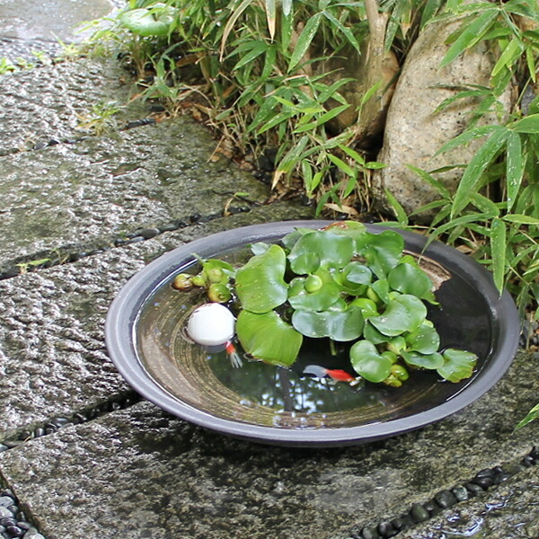 信楽焼 和風 おしゃれ 15号黒ハケメ浅型水鉢 メダカ鉢、金魚鉢にも最適 睡蓮鉢 陶器スイレン鉢 ハス鉢 はす鉢 めだか鉢 鉢 陶器 水連鉢 水鉢 睡蓮鉢 き睡蓮鉢 su-0187