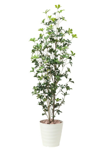 激安通販の 光触媒加工無し 屋外対応 送料無料 シェフレラツリー1 7 屋外用人工観葉植物 人工観葉植物 531a3 店舗用品 光触媒 高さ170cm その他文房具 事務用品 Revuemusicaleoicrm Org