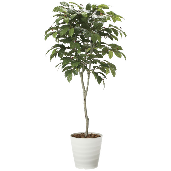 光触媒 人工観葉植物 造花 コーヒーツリー1.8 (高さ180cm) (2020A580) 店舗用品 光触媒 人工観葉植物・造花・フェイクグリーン フロア(鉢型)用人工観葉植物 165cm以上｜サインモール　店