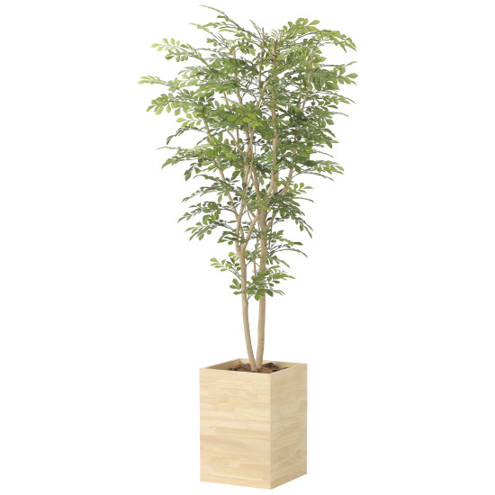 光触媒 人工観葉草木 造花 ウッドボックストネリコミックス1.8 (高さ180糎) (2457A620) バス発着場備品 光触媒 人工観葉草木・造花・フェイクグリーン 立ち会い場(鉢型)用人工観葉草木 165糎以上
