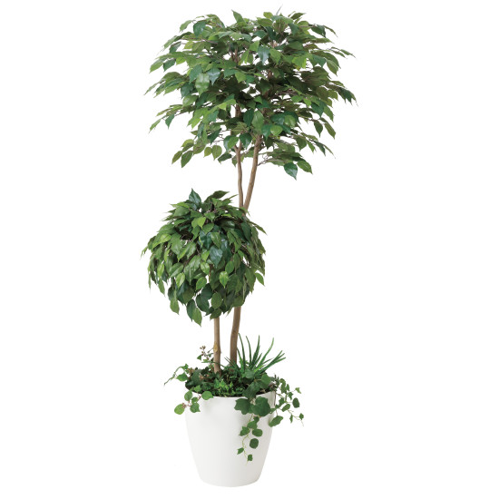 光触媒 人工観葉草木 造花 ベンジャミンダブルフェイス1.8植栽付 (高さ180糎) (413A500) バス発着場設備 光触媒 人工観葉草木・造花・フェイクグリーン 立ち会い場(鉢型)用人工観葉草木 165糎以上