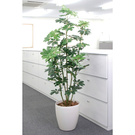 楽天市場】人工観葉植物 グリーンカボック M ポット付き 高さ50cm