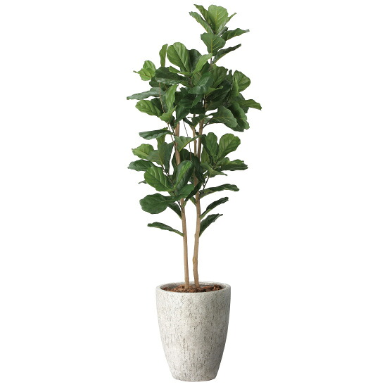 光触媒 人工観葉草木 造花 ナチュラルカシワバゴム1.8 (高さ180糎) (2406M690) バス発着場備品 光触媒 人工観葉草木・造花・フェイクグリーン 立ち会い場(鉢型)用人工観葉草木 165糎以上