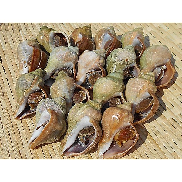 楽天市場】【鮮魚】つぶ貝〈ツブガイ〉小【殻付】1Kg前後、4〜6個前後