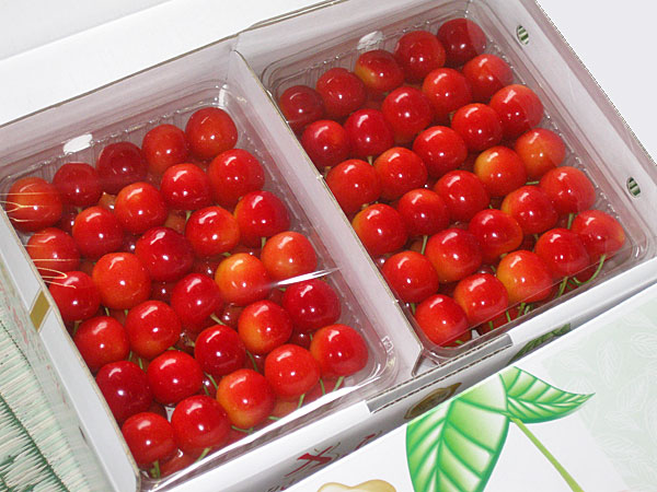南陽 (2Lサイズ) 1kg（500g×2パック）<br>【送料無料】【生産元直送】北海道増毛産さくらんぼ<br>出荷時期 7月下旬<br>
