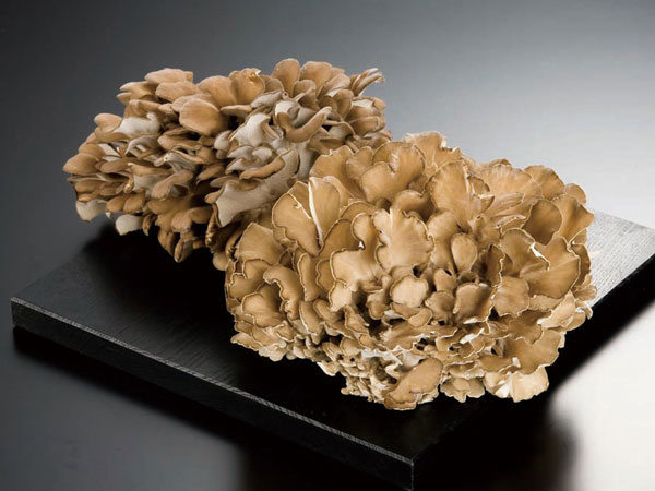 秋田県産 天然舞茸 10月21日収穫天然舞茸2.6kg