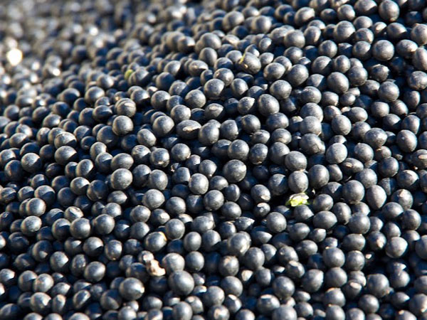 よし様 黒千石大豆5キロ とよまどか大豆5キロ お試し黒豆1キロ 楽天市場】黒千石大豆 5kg (1kg×5個)北海道産 くろせんごく大豆生産元