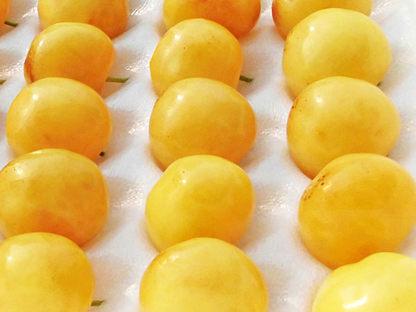 月山錦(2L) 200g×2トレー<br>北海道産 黄色いさくらんぼ<br>7月下旬発送開始<br>送料無料・産直<br>