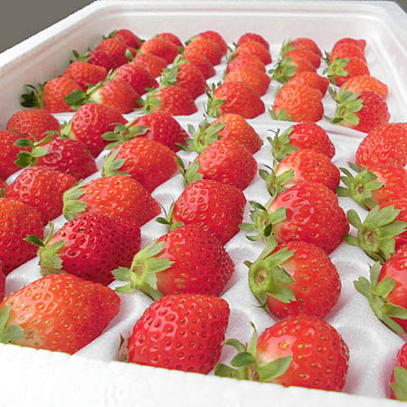 夏いちご (300g・30～36粒前後)×2トレー<br>送料無料 北海道産<br>出荷期間 6月中旬～12月上旬