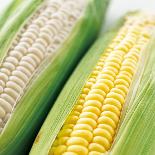 白と黄色のとうもろこしセット（各10本）北海道産<br>送料無料<br>出荷時期：8～9月