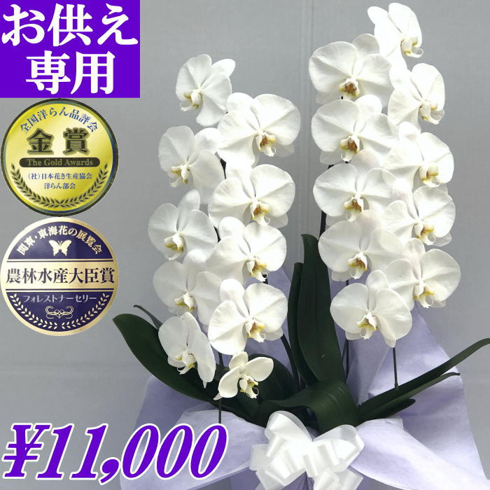 供花 お悔やみ 花 胡蝶蘭 お供え花 御供 白 2本立ち 18 輪 あす楽 枕花 仏花 献花 忌 お盆 お彼岸 新盆 初盆 おそなえ 通夜 葬儀 告別式 法要 仏事 仏壇 命日 供養 胡蝶蘭専門農家の生産直売 神奈川県平塚市から胡蝶蘭を直送 大輪胡蝶蘭 アレンジ 世界の