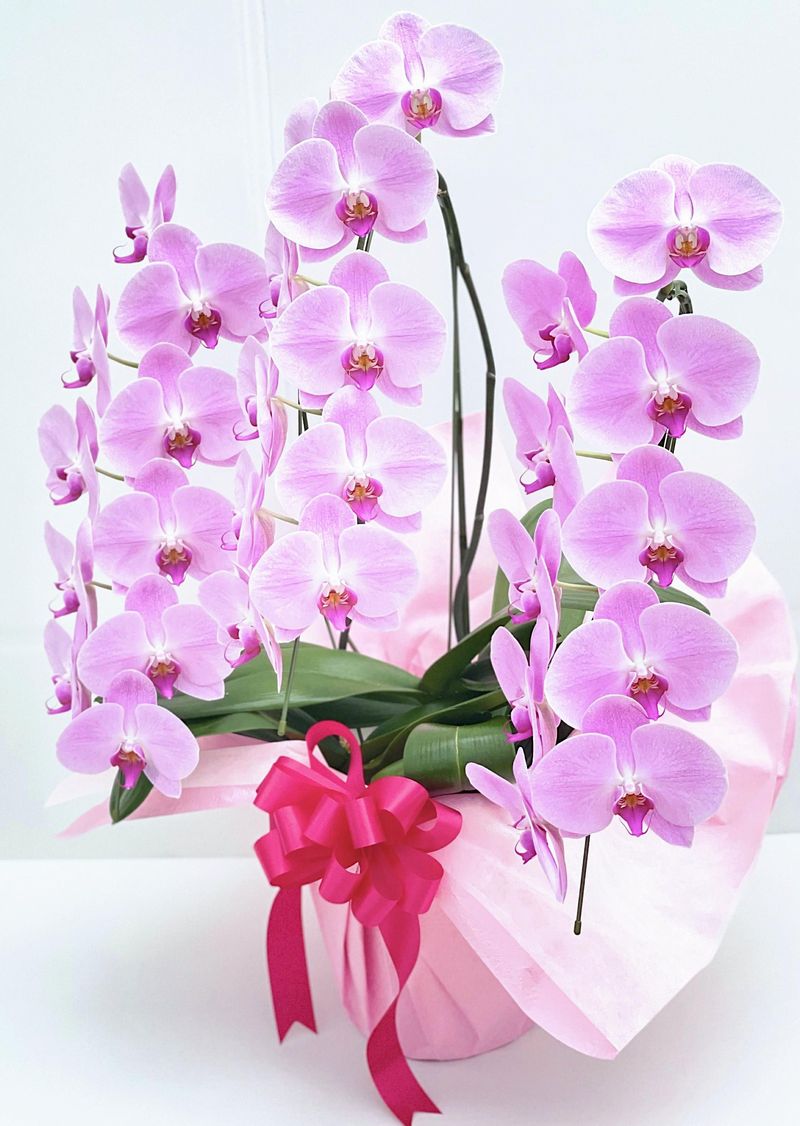 胡蝶蘭 3本立ち 大輪 ギフト お祝い 開店祝 開院祝 開業祝 移転祝 当選祝 白 ピンク 胡蝶蘭専門店フォレストナーサリー 森洋蘭 胡蝶蘭3本立ち お祝い 胡蝶蘭お供えお悔やみ叙勲就任退職退官還暦米寿新築誕生日花ギフト母の日父の日敬老の日 お中元 あす楽 胡蝶蘭 30 32輪