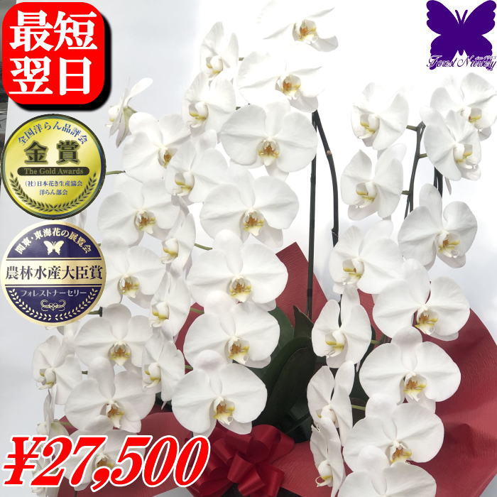 お祝い 3本 5本 胡蝶蘭 開店祝い ★クーポン発行中★ プレミアム ハイグレード 白 お祝い 御祝 開院祝い 開業祝い 移転祝い 就任祝い 当選祝い 受章祝い 栄転祝い 昇進祝い 退職祝い ギフト お供え 御供 叙勲 還暦 米寿 新築 誕生日 母の日 お盆｜胡蝶蘭専門店フォレストナーサリー