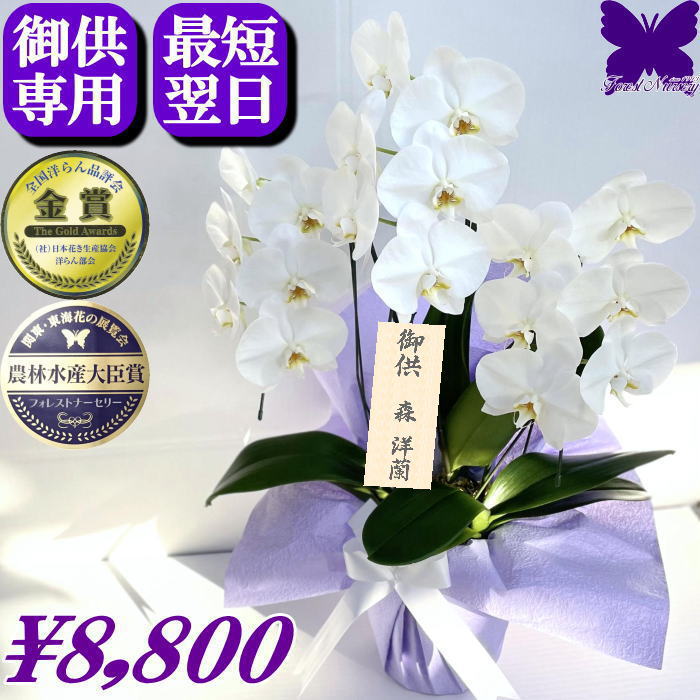 お供え専用 胡蝶蘭 ★クーポン発行中★ 供花 お供え花 御供 画像配信あり 大輪 白 3本立ち 18輪 枕花 仏花 献花 お盆 お彼岸 花 供花 新盆 初盆 葬儀 告別式 法要 仏事 仏壇 命日 供養 胡蝶蘭専門農家の生産直売 神奈川県平塚市