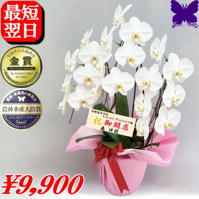 楽天市場】お祝い 胡蝶蘭 3本立ち 開店祝い 白 御祝 開店祝い 開院祝い