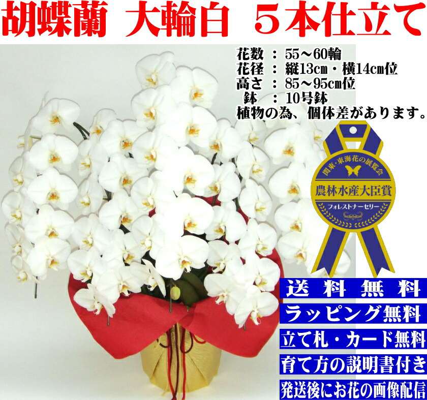 胡蝶蘭 5本立ち お祝い 開店祝い 5本立ち 胡蝶蘭 お祝い 胡蝶蘭 胡蝶蘭 開店祝 開院祝 開業祝 移転祝 当選祝 白 胡蝶蘭専門店フォレストナーサリー 森洋蘭 胡蝶蘭5本立ち大輪 お祝い 胡蝶蘭お供え叙勲就任退職還暦米寿新築誕生日花ギフト母の日父の日敬老の日 お中元