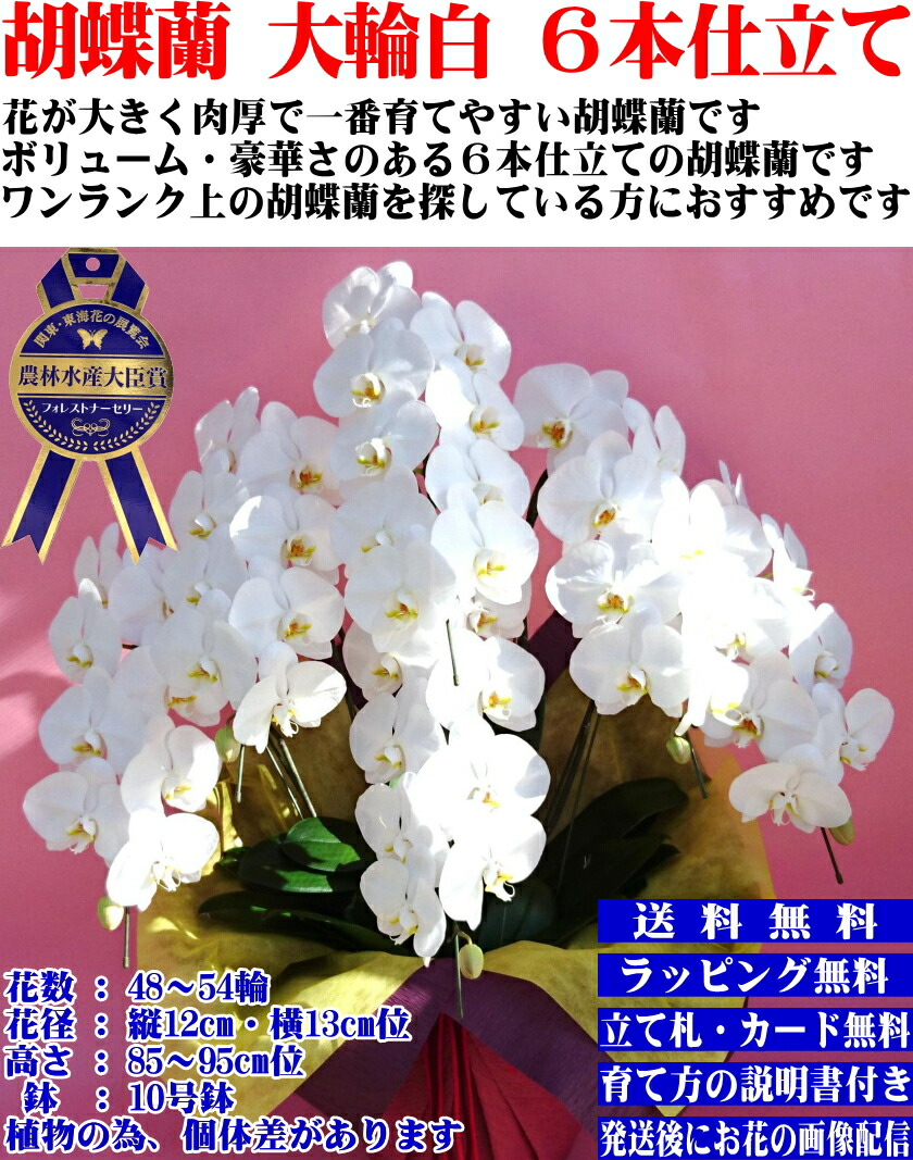 お歳暮 胡蝶蘭 開店祝い 6本立ち 48 54輪胡蝶蘭 お祝い 胡蝶蘭 開店祝 開院祝 開業祝 移転祝 当選祝 白 胡蝶蘭専門店フォレストナーサリー 森洋蘭 胡蝶蘭6本立ち大輪 お祝い 胡蝶蘭お供え叙勲就任退職還暦米寿新築誕生日花ギフト母の日父の日敬老の日 お中元 お歳暮
